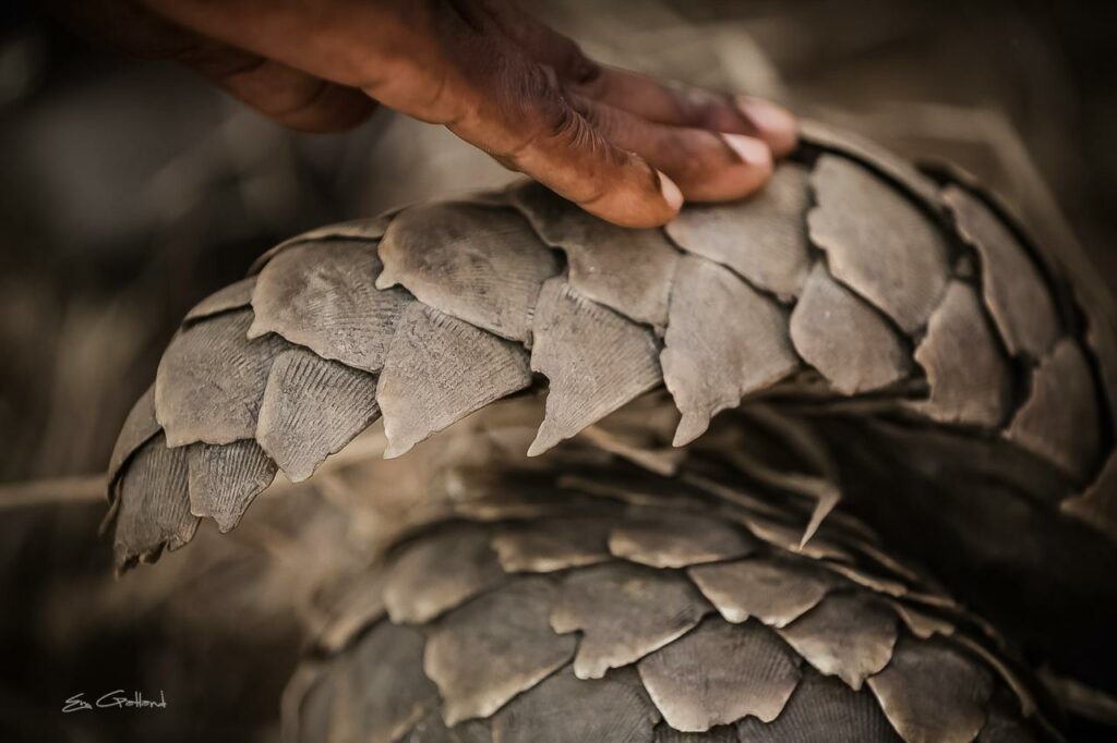 pangolin by Emma gatland 