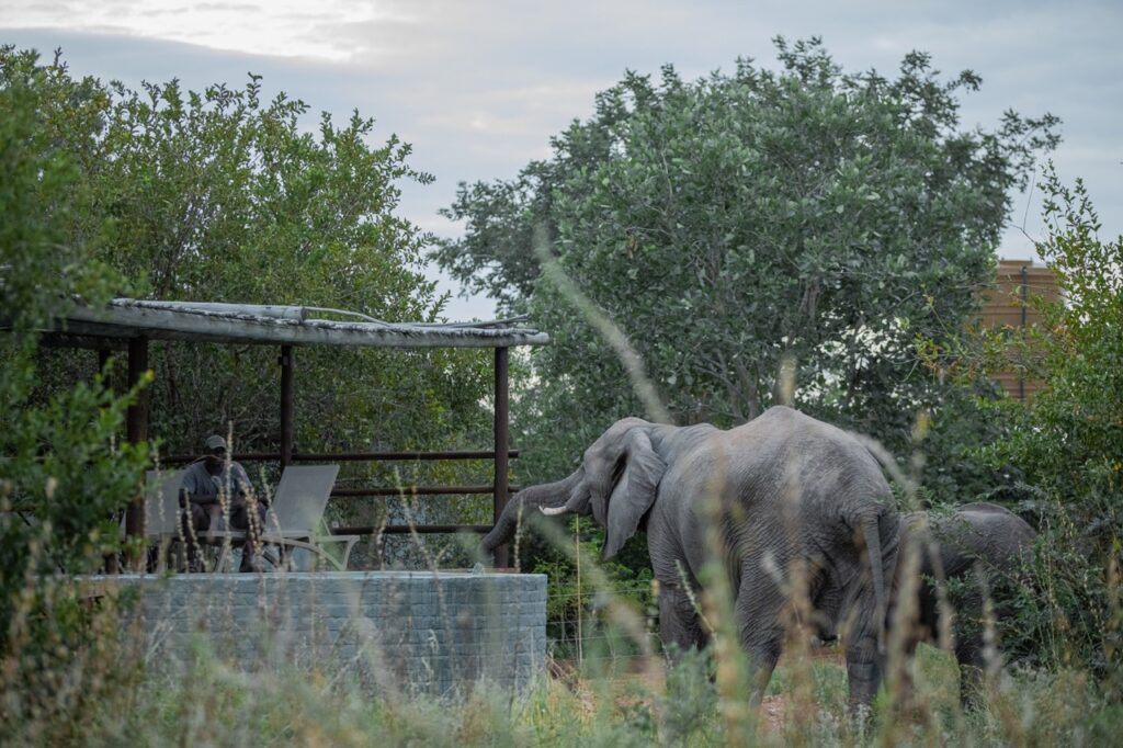 The pool at Africa on Foot