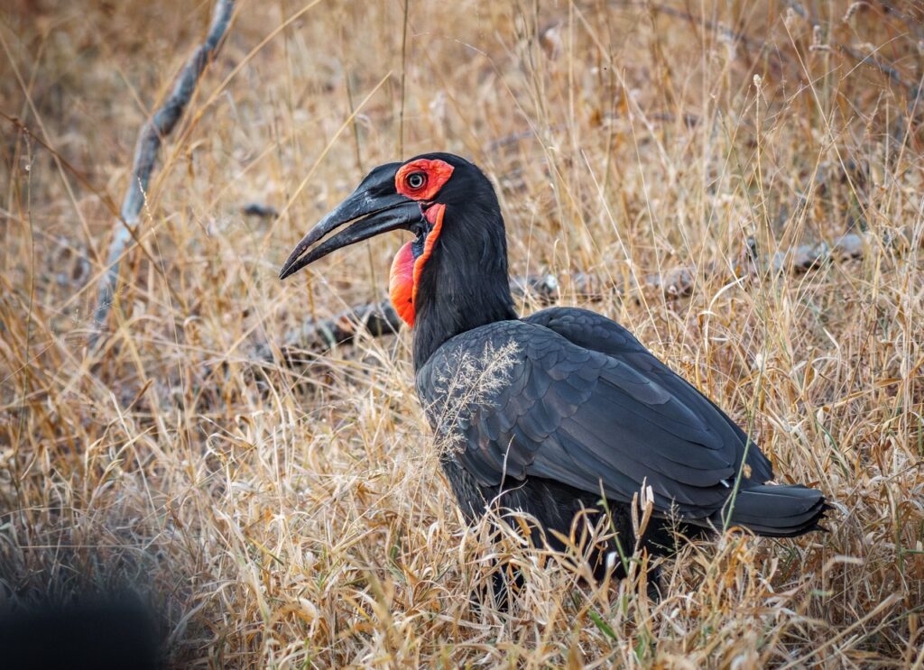 Ground hornbill