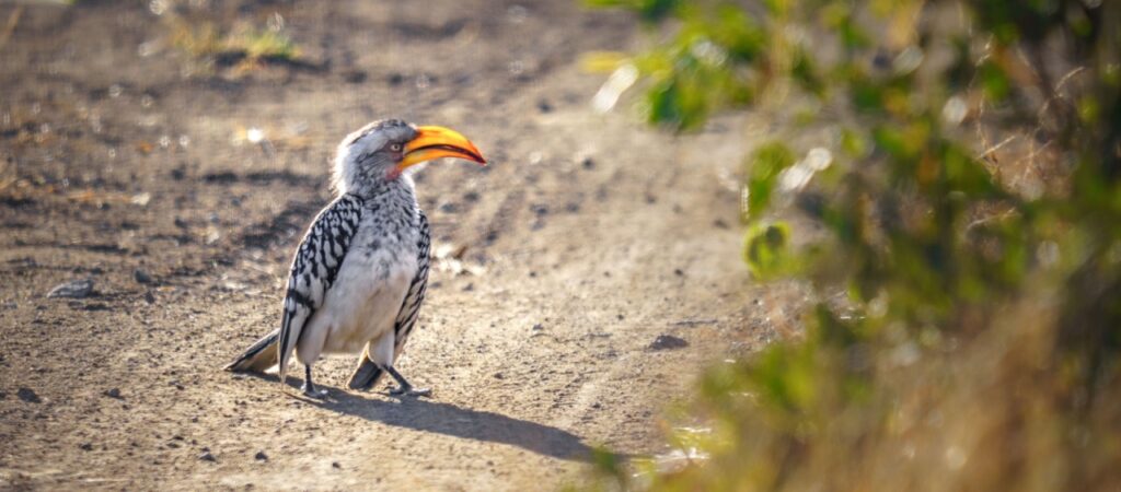 Yellow-billed hornbill bird