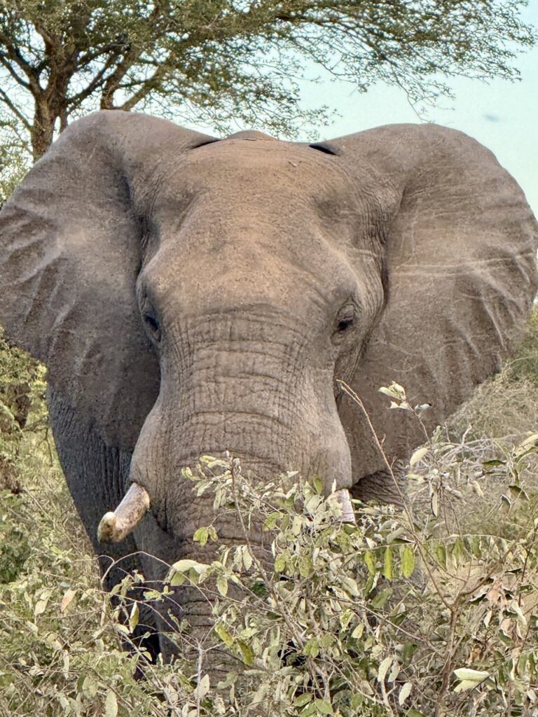 Africa on Foot elephant