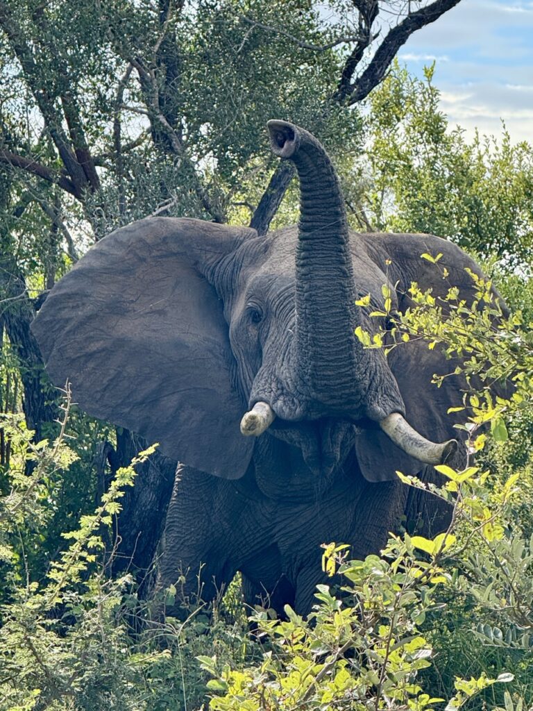 Africa on Foot elephant