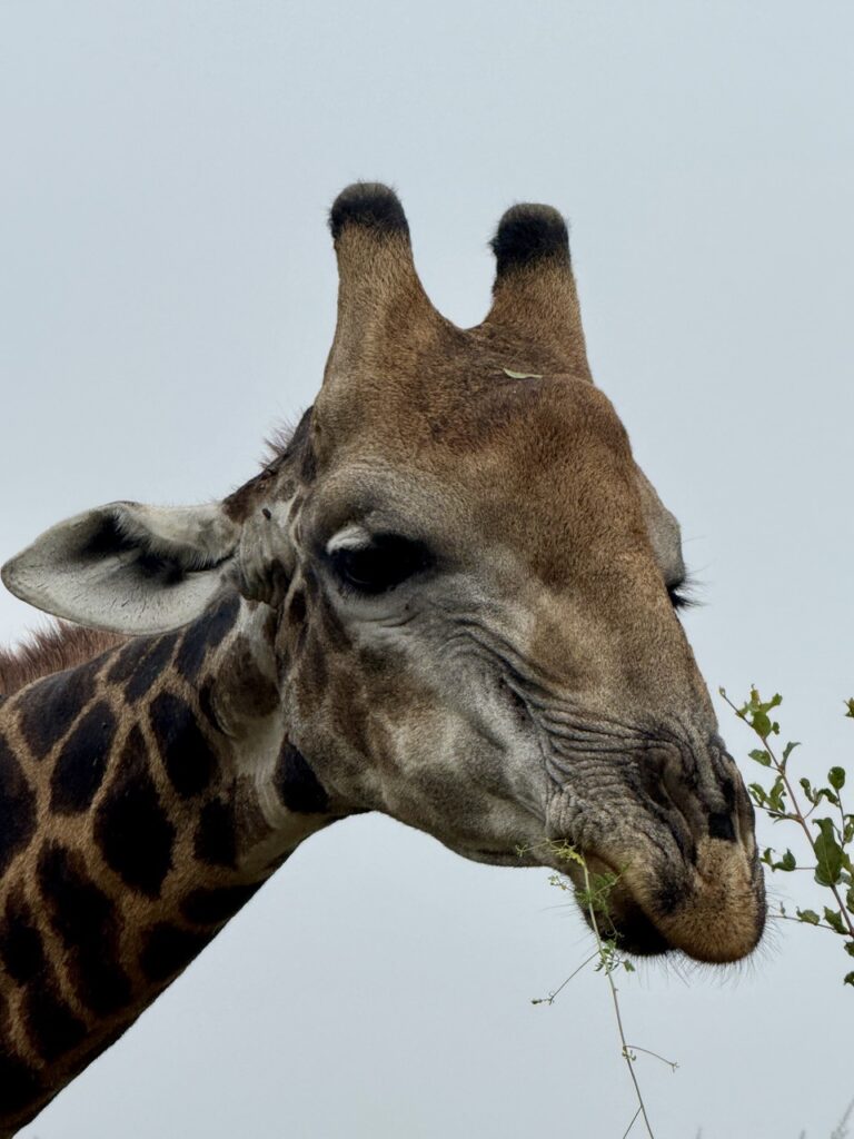 giraffe close up - the Klaserie