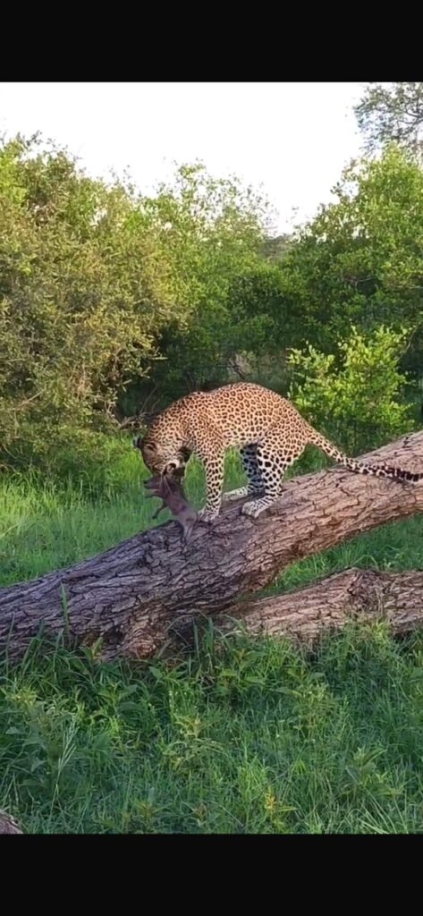 leopard kill Umkumbe