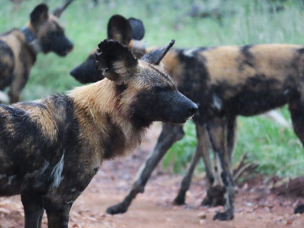 wild dogs
