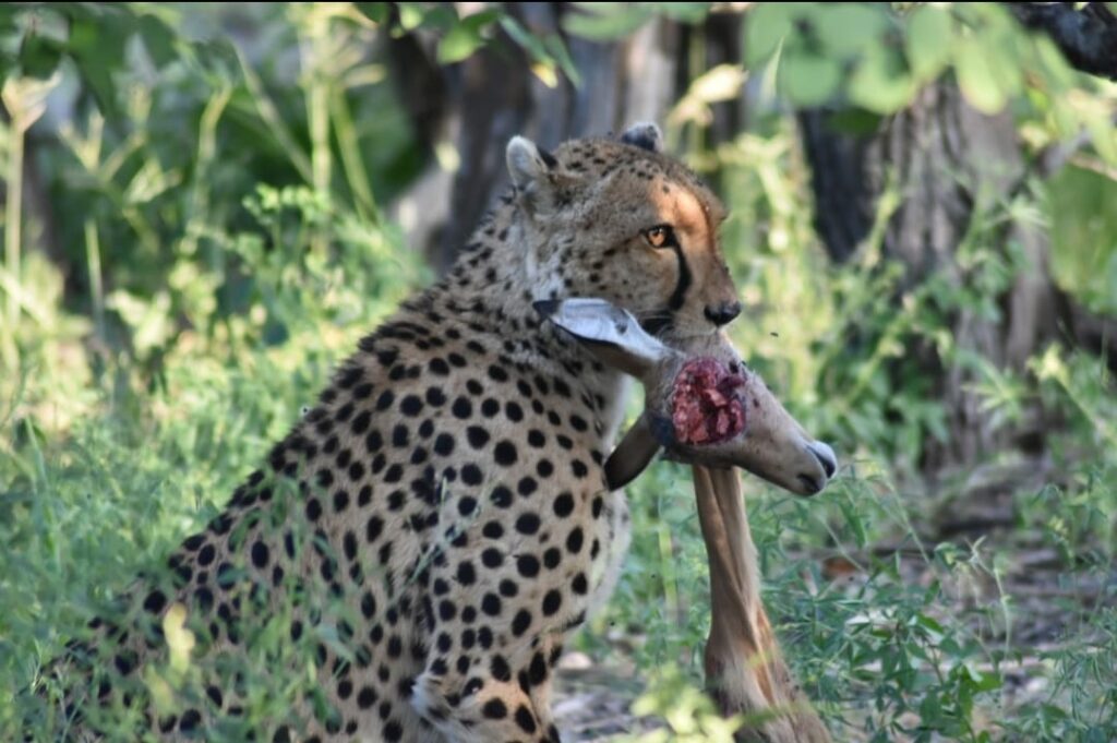 cheetah with kill