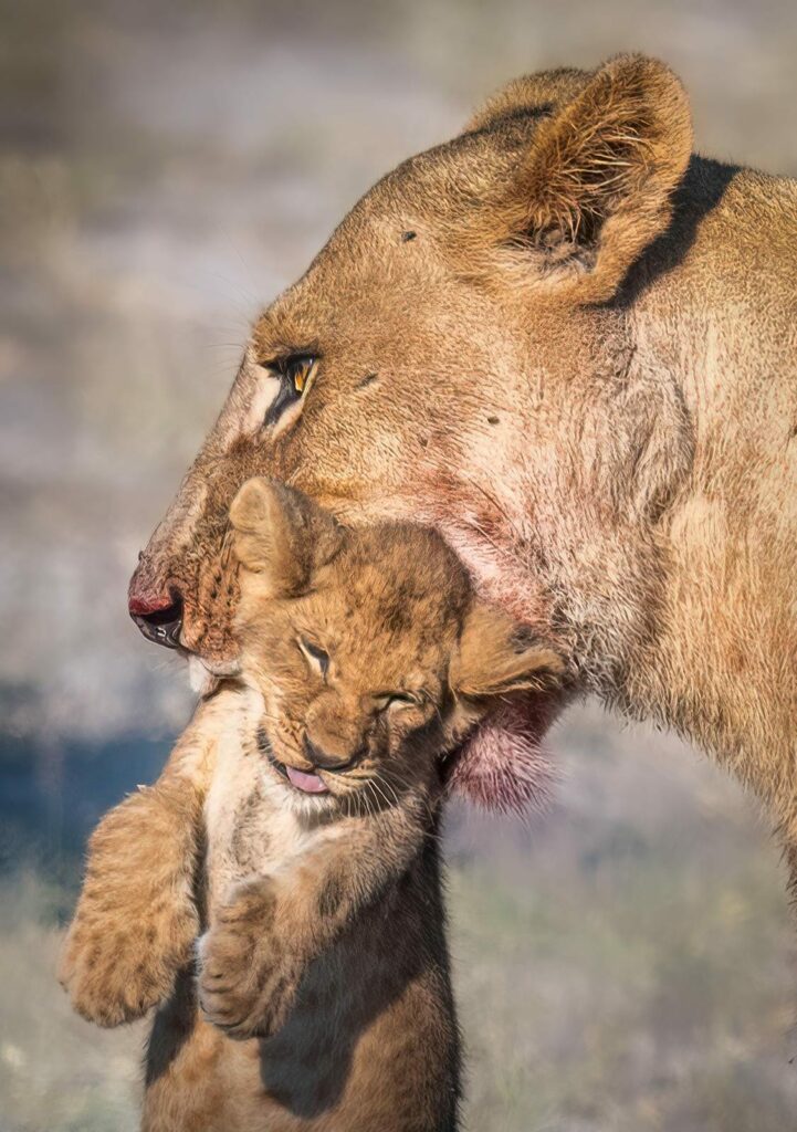 lioness with cub in mouth