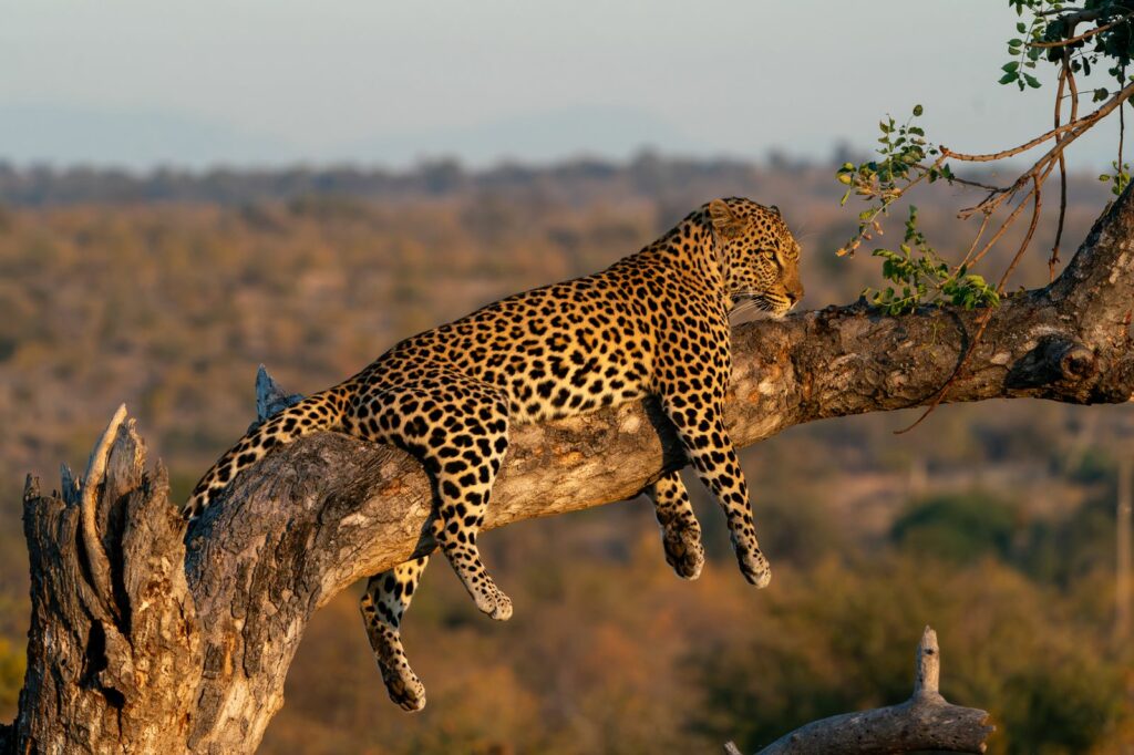 leopard hanging in a tree