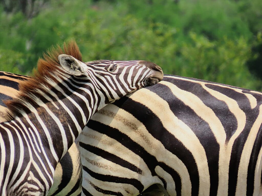 baby zebra Nyala