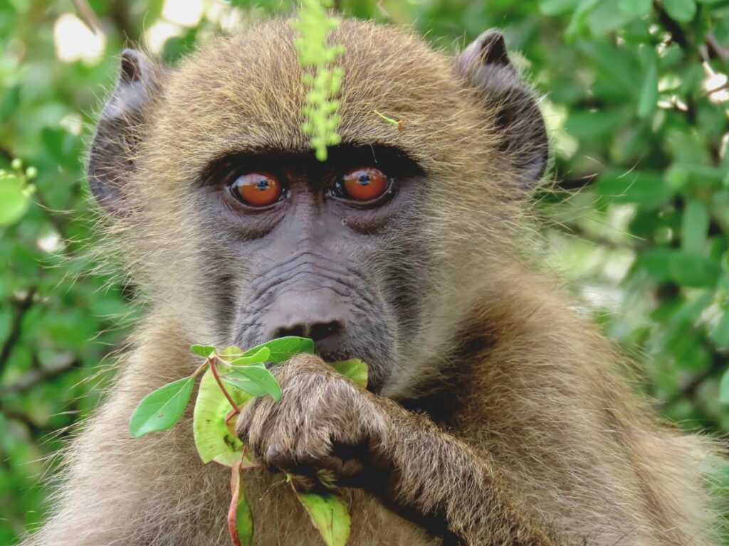 nyala monkey