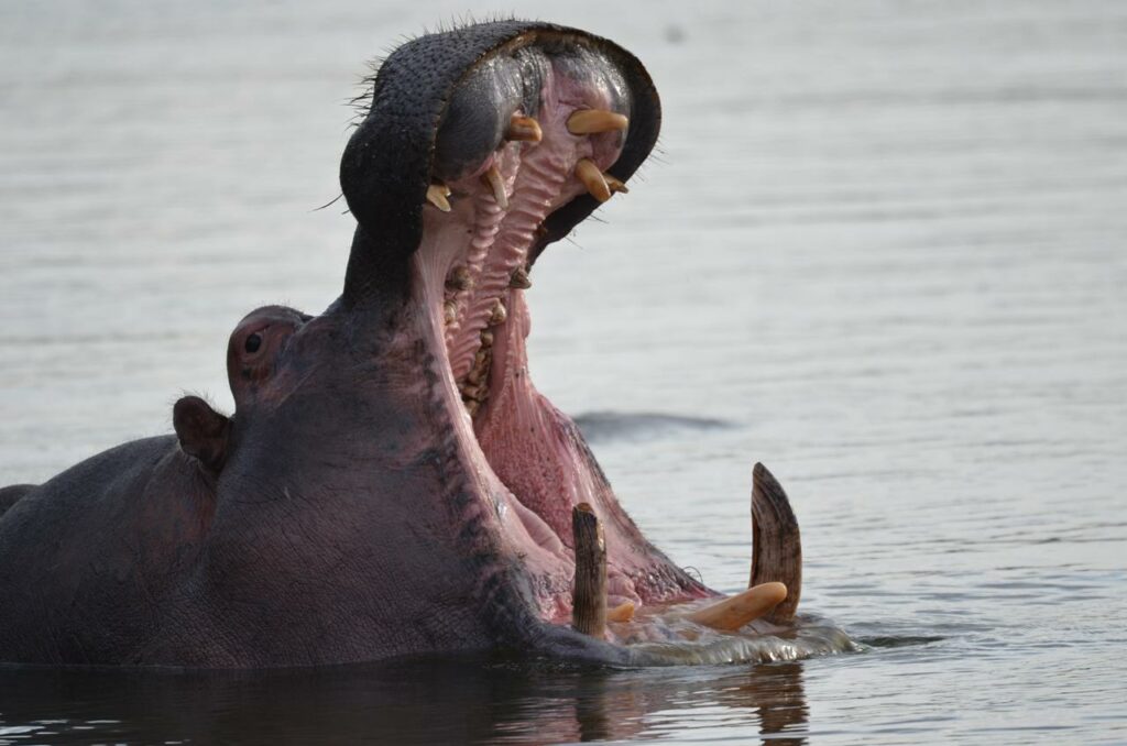 Hippo yawn at Chacma 